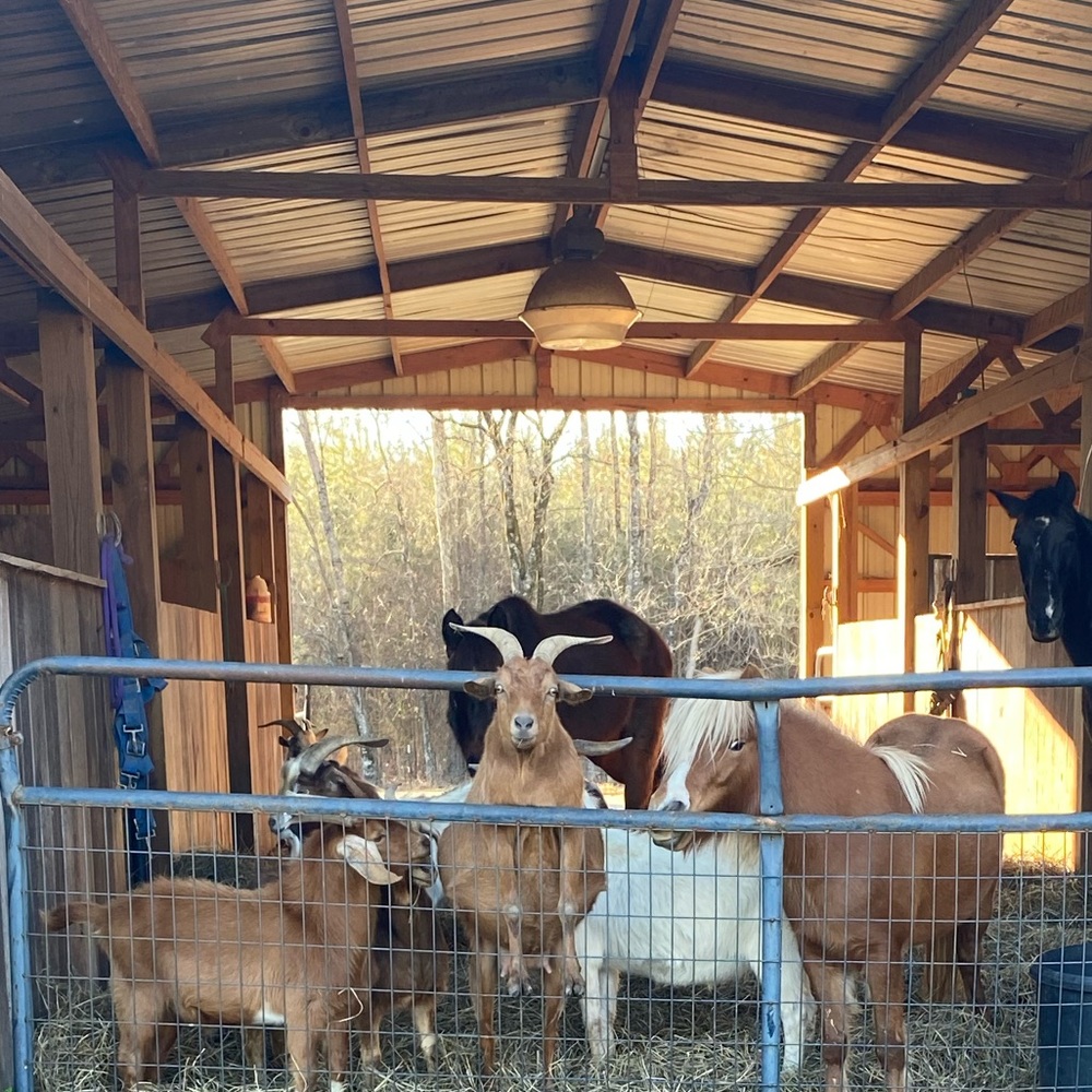 GOAT! 💕🐐 - Picture 12 of 12